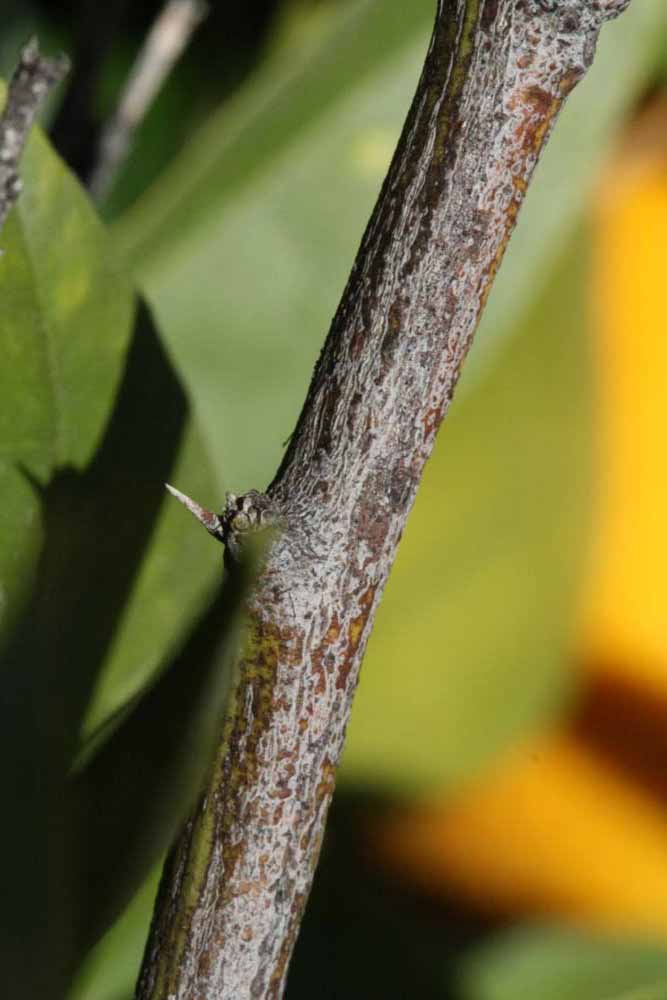              Second - third year twig (Riverside, CA)       